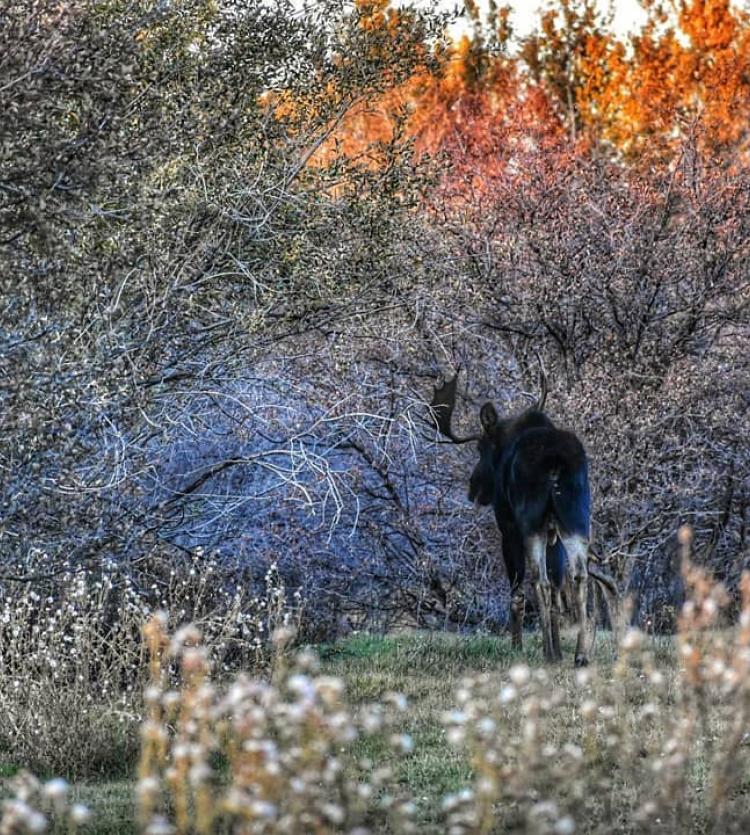 Idaho Moose Photos
