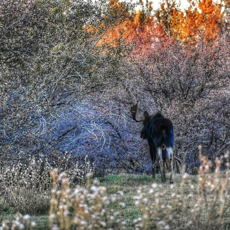 Idaho Moose in Willows Photo